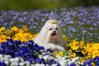 USA, California Maltese lying in flowers with yellow bow