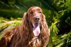 An Irish Setter lying surrounded by greenery