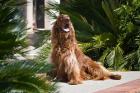 An Irish Setter dog surrounded by cycads