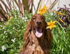 Portrait of an Irish Setter sitting next to yellow flowers