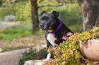 Staffordshire Bull Terrier dog in a garden