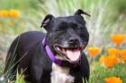 Staffordshire Bull Terrier standing in a field of wild Poppy flowers