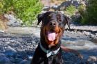 USA, California Rottweiler smiling