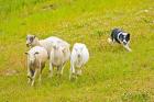 Colorado, Summit County, Border Collie dog