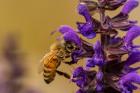 Honey Bee On Salvia Blossoms