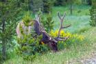 Bull Elk Grazing In Rocky Mountain National Park