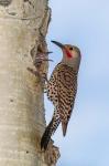 Red-Shafted Flicker Outside Of Its Tree Hole Nest