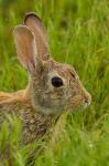 Side Portrait Of A Cottontail Rabbit