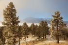 Frost On Ponderosa Pine Trees Of The Pike National Forest