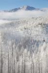 Hoarfrost Coats The Trees Of Pike National Forest