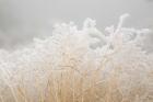 Dried Winter Grasses Covered In Hoarfrost