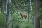 Cinnamon Phase Black Bear In A Forest