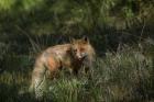 Red Fox In A Meadow