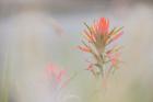 Indian Paintbrush Flower In Fog