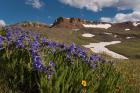 Wildflowers On Cinnamon Pass