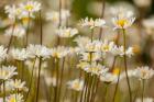 Oxeye Daisies, Colorado