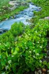 Stream Cascade With Spring Marigolds, Colorado