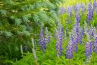 Close-Up Of Lupine And Pine Tree Limbs