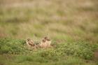 Burrowing Owl Babies At Sunrise