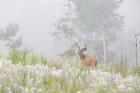 Male Mule Deer In A Foggy Meadow