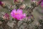 Tree Cholla Cactus In Bloom