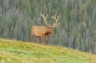 Bull Elk In Velvet Walking