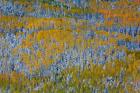 Uncompahgre National Forest In Autumn