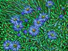 Colorado, San Juan Mountains, Abstract Photo Of Showy Fleabane Flowers