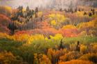 Colorado, Gunnison National Forest, Forest In Autumn Colors
