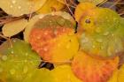 Colorado, Gunnison National Forest, Raindrops On Fallen Autumn Aspen Leaves