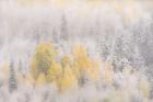 Colorado, San Juan Mountains, Freshly Falling Snow On Aspen Forest