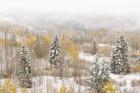 Colorado, White River National Forest, Snowstorm On Forest
