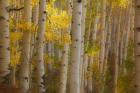 Colorado, Gunnison National Forest, Aspen Trees Highlighted At Sunrise