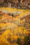 Colorado, San Juan Mountains, Autumn-Colored Aspen Forest On Mountain Slope