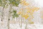 Colorado, Snow Coats Aspen Trees In Winter