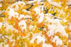 White River National Forest, Snow Coats Aspen Trees In Winter