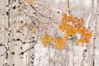 Colorado, White River National Forest, Snow Coats Aspen Trees In Winter