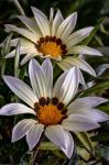 Colorado, Fort Collins, White Flower Close-Up