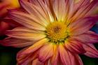 Colorado, Fort Collins, Daisy Flower Close-Up 1
