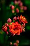 Colorado, Fort Collins, Kalanchoe Flowers Close-Up