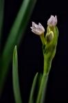 Paperwhite Flower Plant Close-Up