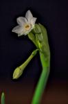 Colorado, Paperwhite Flower Plant Close-Up