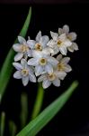 Colorado, Fort Collins, Paperwhite Flower Plant Close-Up