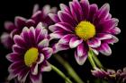 Colorado, Fort Collins, Orinoco Daisies Close-Up