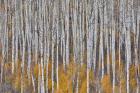 Golden Aspens