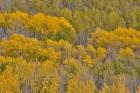 Fall Aspens