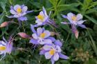 Colorado Columbine