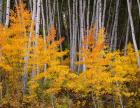 Autumn Aspen Grove In The Grand Mesa National Forest