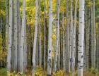 Aspen Displays Fall Color In The West Elk Mountains