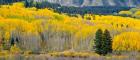 Autumn Grove Panorama At The Base Of The Ruby Range